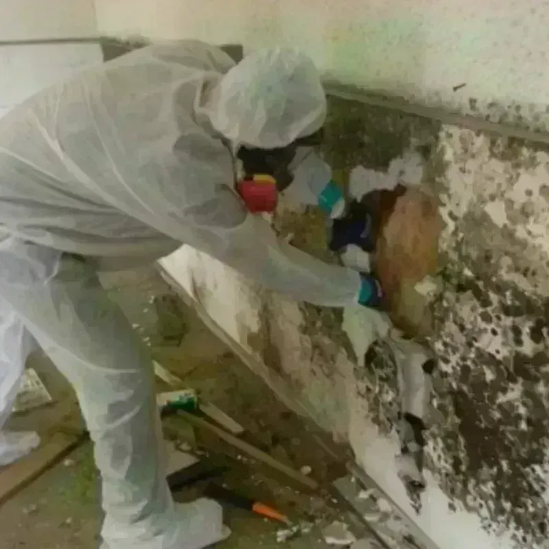 Mold Remediation and Removal in English, IN